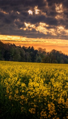 поле желтые цветы небо облака лес деревья природа