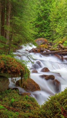 природа вода река трава деревья мох