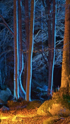 Лес ночь деревья