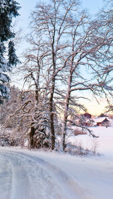 Зима снег деревья ели природа