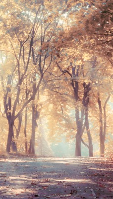 Лес осень деревья