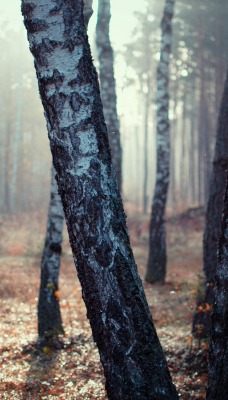 Березы лес мрачность