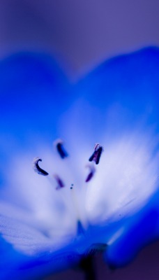 Цветок синий