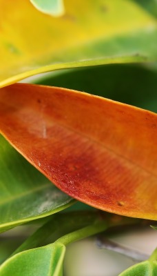 природа листья nature leaves