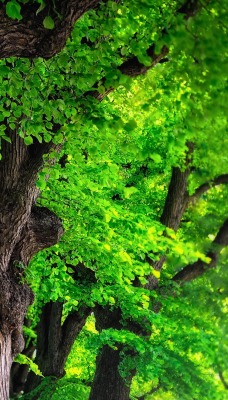 Зелень деревья листва