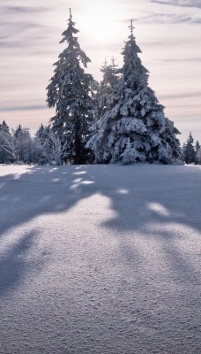 Зима деревья лес ели