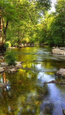 Реска в лесу камни