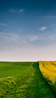 поле дорога желтое зеленое