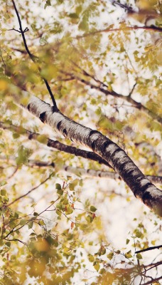 природа деревья ветки листья