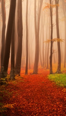 Лес осенний осень стволы деревья