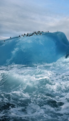 Пингвины льдина