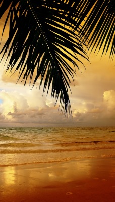 Берег золотистый закат пальма