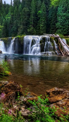 Водопад речка ели лес