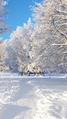 зима лес деревья снег природа