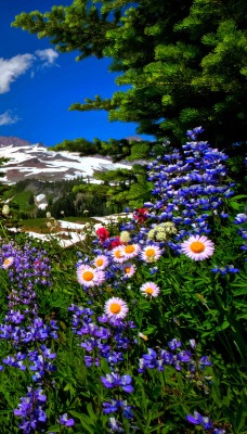 весна горы природа цветы небо облака