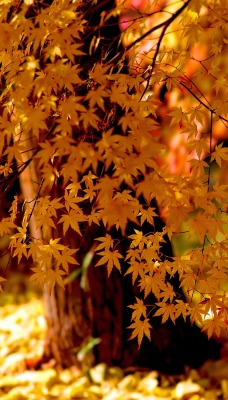 Осень дерево листья