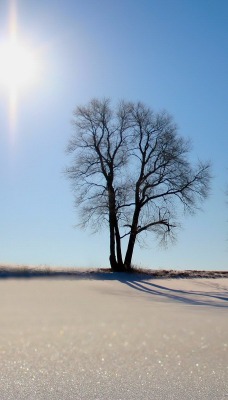 Солнце зима блеск снег