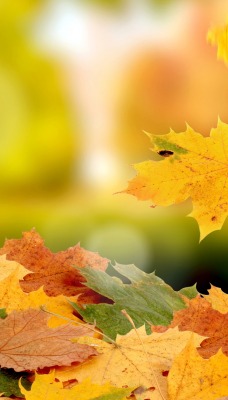 Листья осень