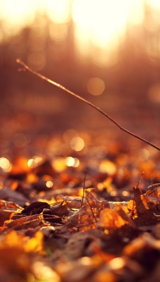 Осень листья закат золотистый