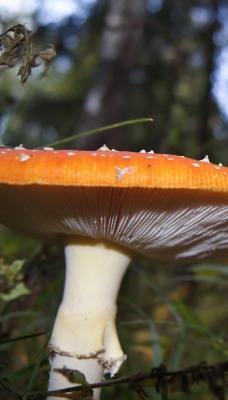 природа грибы деревья крупный план