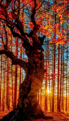 осень деревья солнечный свет лес