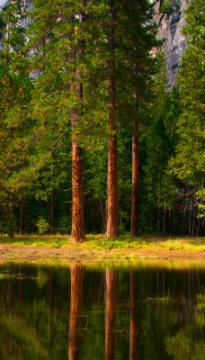 Лес озеро деревья