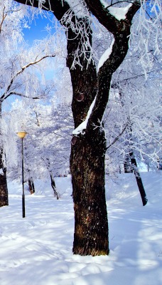 природа зима деревья березы