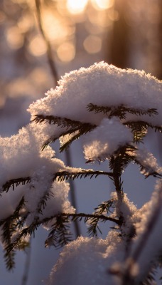 Зима лес ветки