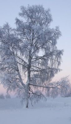 природа зима снег деревья