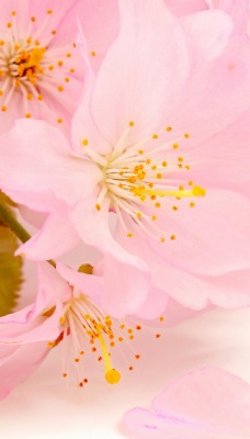 Розовые цветы растения лепестки