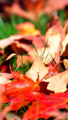 Листья осень на земле
