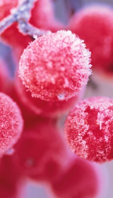 Зима ветка красные ягоды