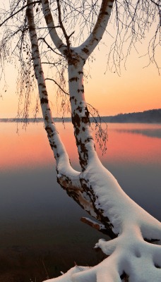 природа береза деревья вода озеро лес