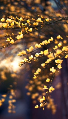 осень дерево листья ветки природа