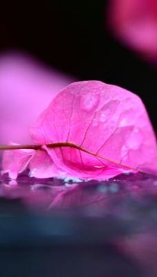природа лист розовый