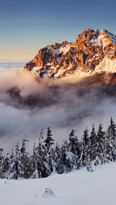Словакия природа деревья ели гора облака высота