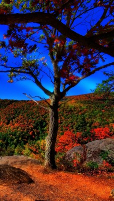 природа деревья небо