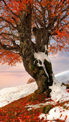 природа дерево снег листья дом облако