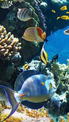 море вода рыбы кораллы