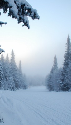 природа снег деревья ели зима