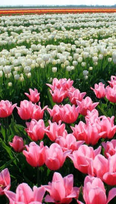 природа розовые тюльпаны цветы
