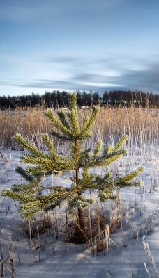 природа поле деревья ель