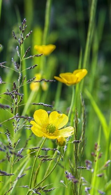 природа цветы трава