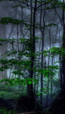 природа деревья лес