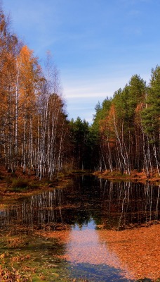 природа деревья река осень