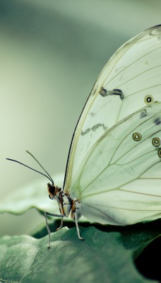 природа животные бабочка макро