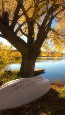 природа деревья трава озеро лодка
