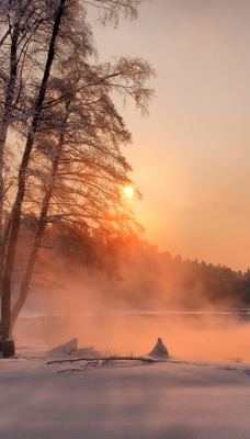 природа деревья снег зима