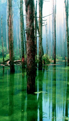 природа лес деревья вода