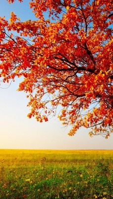 природа деревья осень листья поле горизонт nature trees autumn leaves field horizon